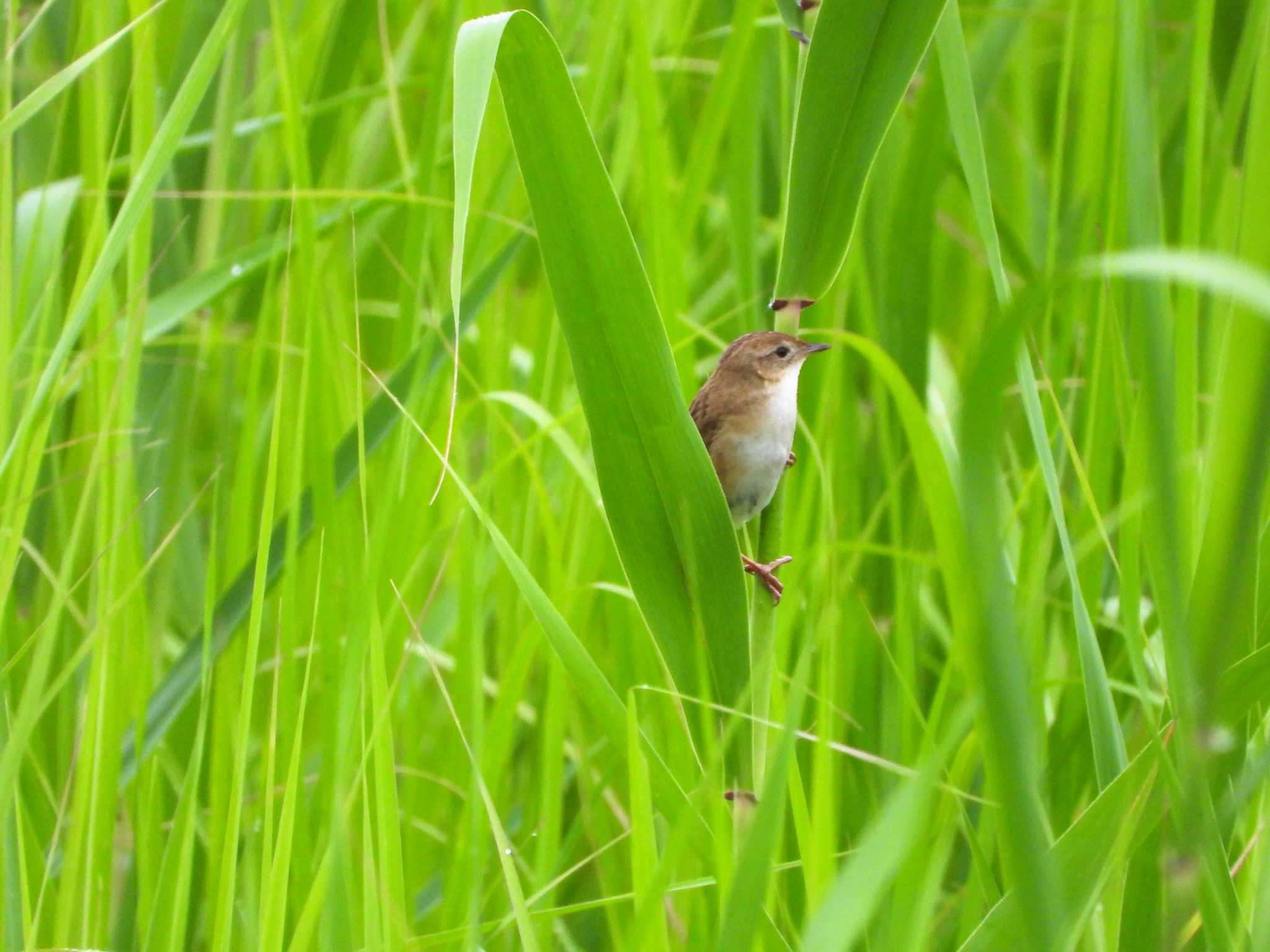 Photo of Marsh Grassbird at 栃木県 by ぷにノフ
