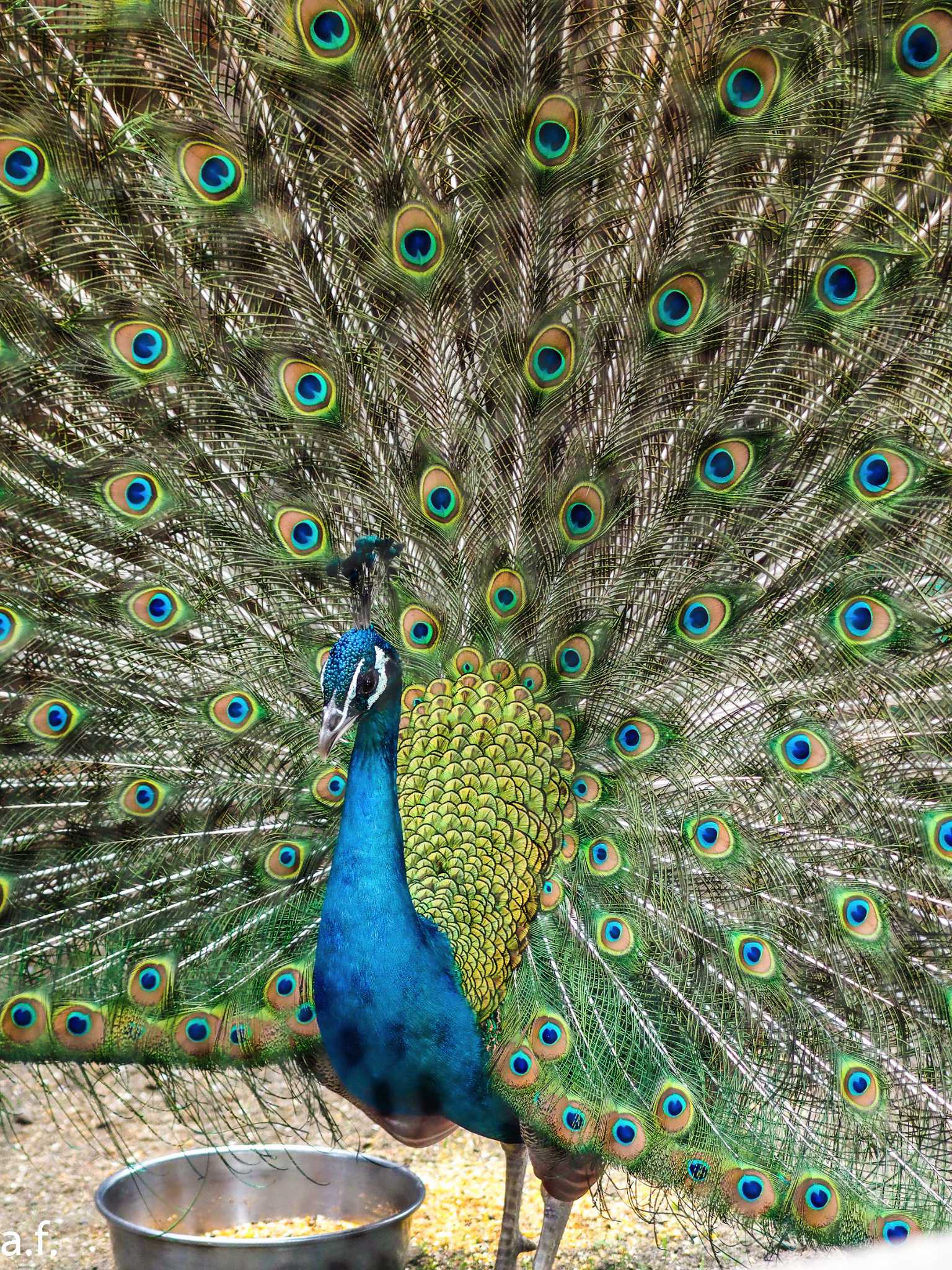 Photo of Indian Peafowl at 相模原麻溝公園 by a.f.