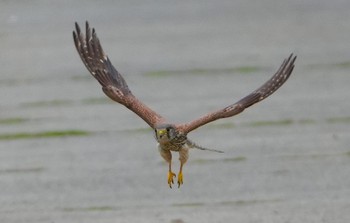 2023年6月15日(木) 淀川河川公園の野鳥観察記録