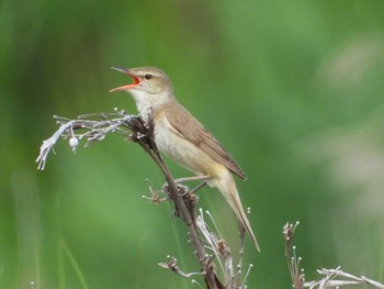 Oriental Reed Warbler 岡山百間川 Thu, 6/15/2023