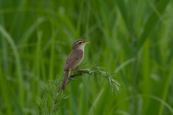 Black-browed Reed Warbler Unknown Spots Thu, 6/15/2023