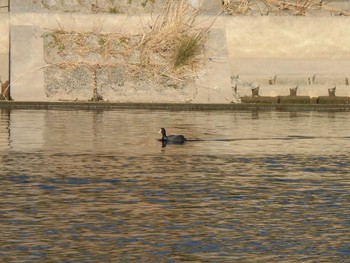 Eurasian Coot 多摩川 Unknown Date