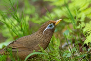 ガビチョウ 薬師池公園 2023年6月4日(日)