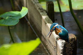 カワセミ 薬師池公園 2023年6月4日(日)