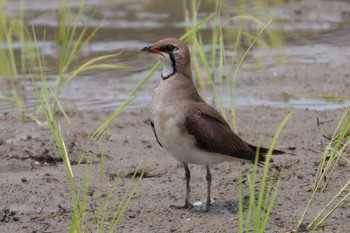 ツバメチドリ 浮島ヶ原自然公園 2023年6月7日(水)