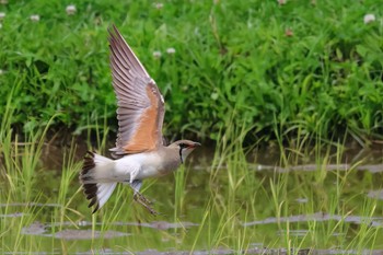 Oriental Pratincole 浮島ヶ原自然公園 Wed, 6/7/2023