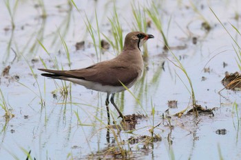 Oriental Pratincole 浮島ヶ原自然公園 Wed, 6/7/2023