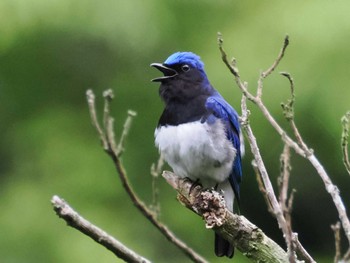 2023年6月15日(木) 早戸川林道の野鳥観察記録