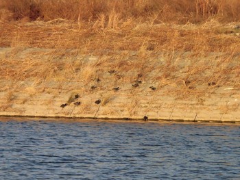 Eurasian Coot 多摩川 Unknown Date