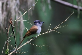 サンコウチョウ 場所が不明 2023年6月15日(木)