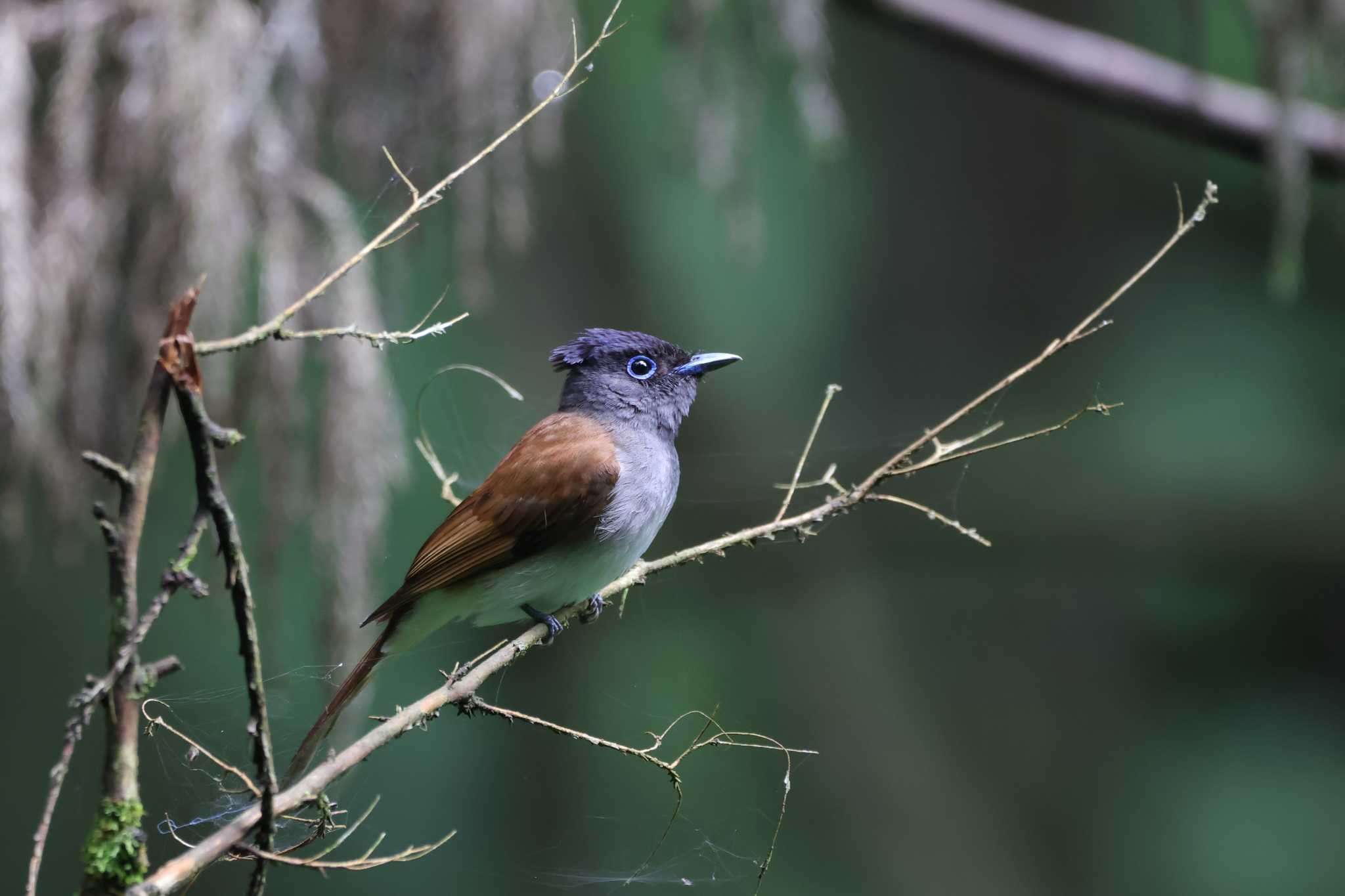  サンコウチョウの写真 by kingfisher_hidaka