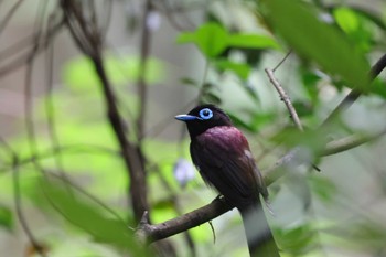 サンコウチョウ 場所が不明 2023年6月15日(木)