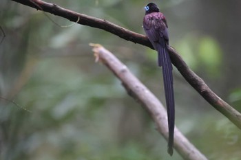 サンコウチョウ 場所が不明 2023年6月15日(木)