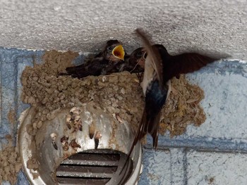 Barn Swallow 近所の家の駐車場 Thu, 6/15/2023