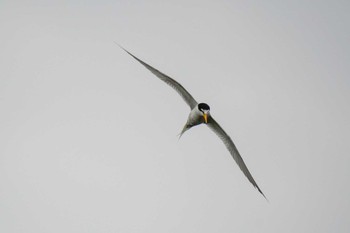 Little Tern 八ッ谷池(豊田市) Thu, 6/15/2023