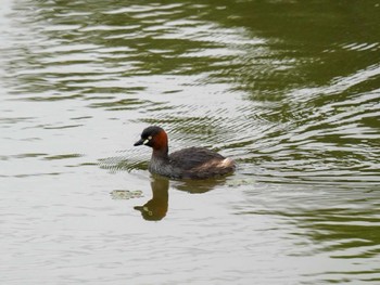 Little Grebe 八ッ谷池(豊田市) Thu, 6/15/2023