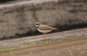 Little Ringed Plover 長良川河口堰 Wed, 6/14/2023