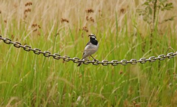 White Wagtail 長良川河口堰 Wed, 6/14/2023