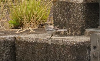 White Wagtail 長良川河口堰 Wed, 6/14/2023