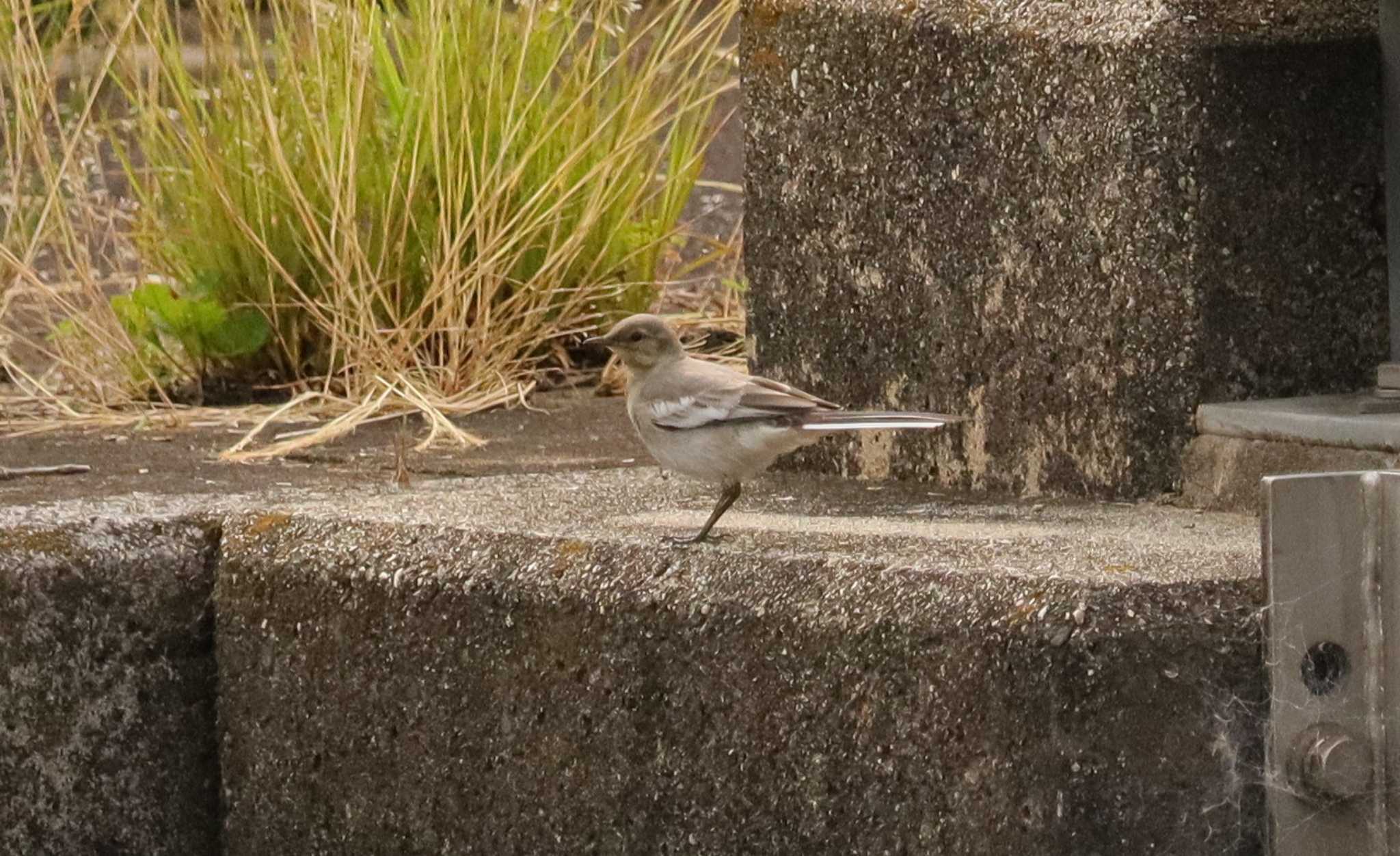 White Wagtail