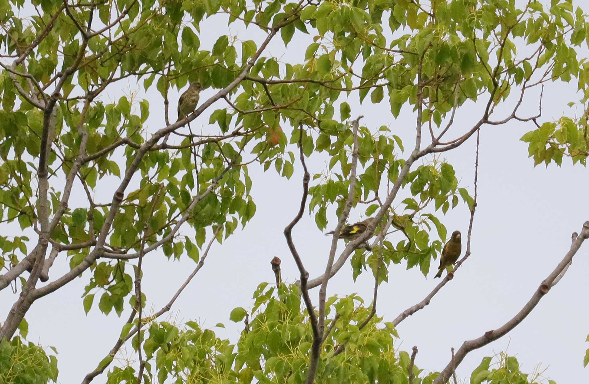 Grey-capped Greenfinch