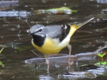 2023年6月15日(木) 京都御苑の野鳥観察記録