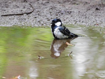 2023年6月15日(木) 井の頭公園の野鳥観察記録