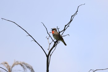 2023年6月15日(木) 新川河口(札幌市)の野鳥観察記録