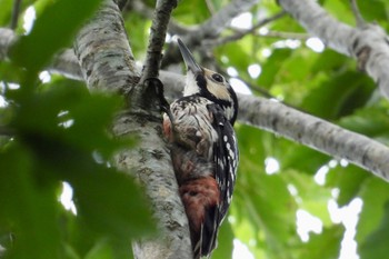 White-backed Woodpecker 朽木いきものふれあいの里 Thu, 6/15/2023