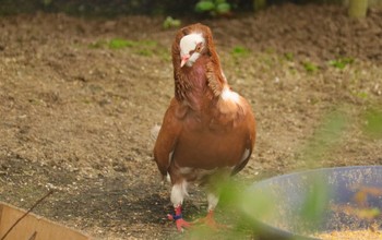 Unknown Species 大池公園 Thu, 6/15/2023