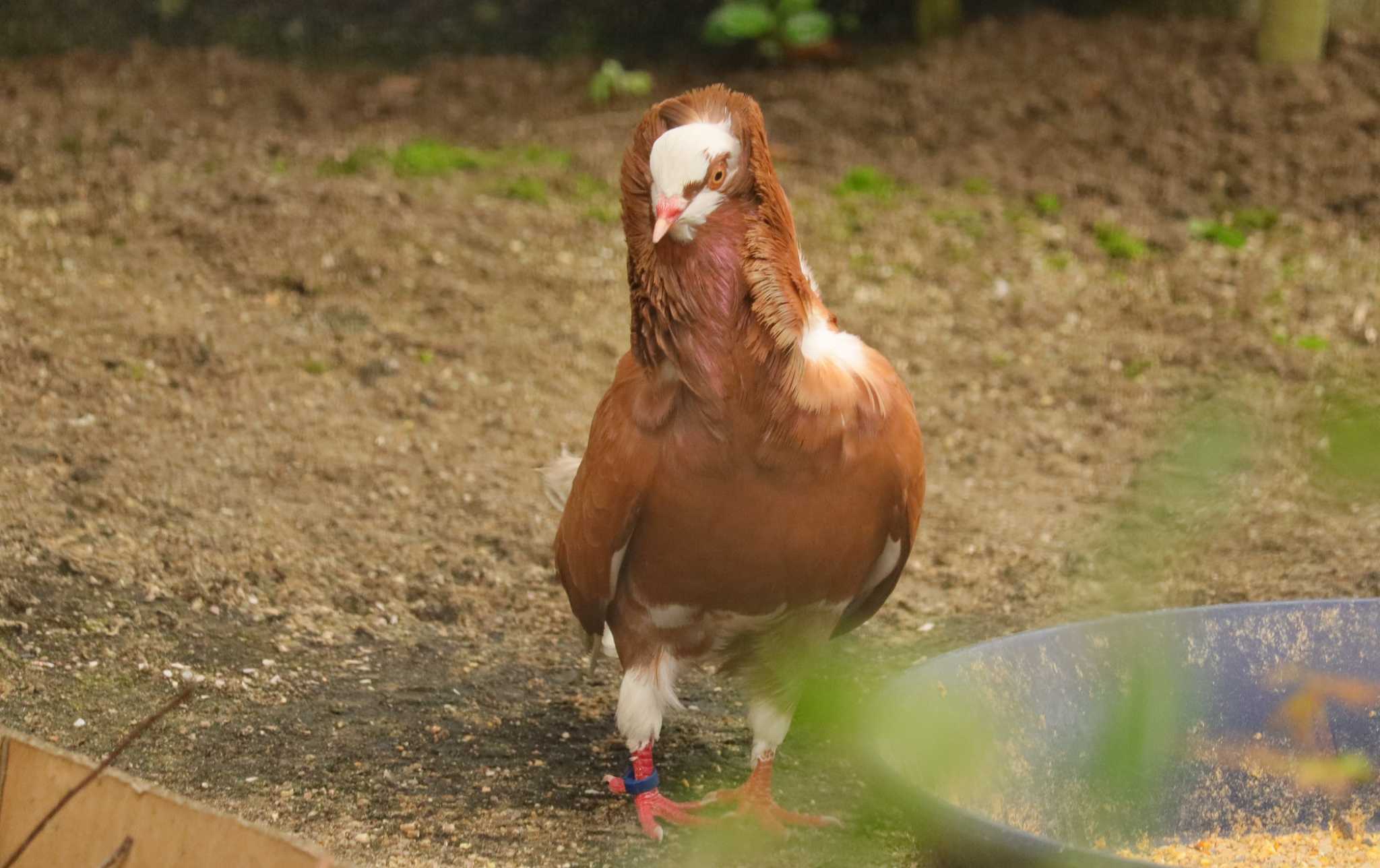 【飼育写真】ジャコピンバト、だそうです。 by ぴーたま・まる