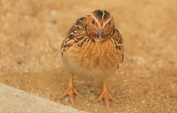 未同定 大池公園 2023年6月15日(木)