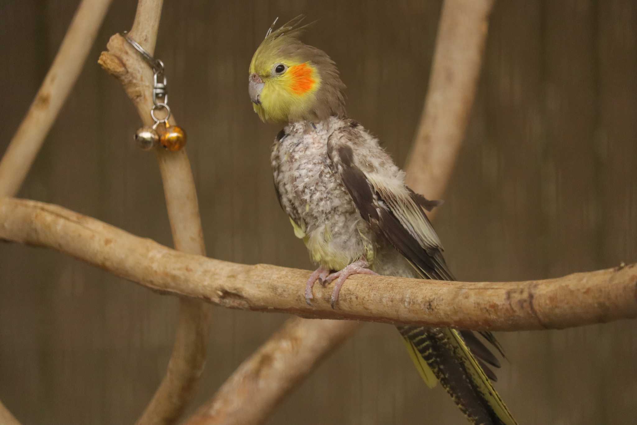 【飼育写真】オカメインコ by ぴーたま・まる