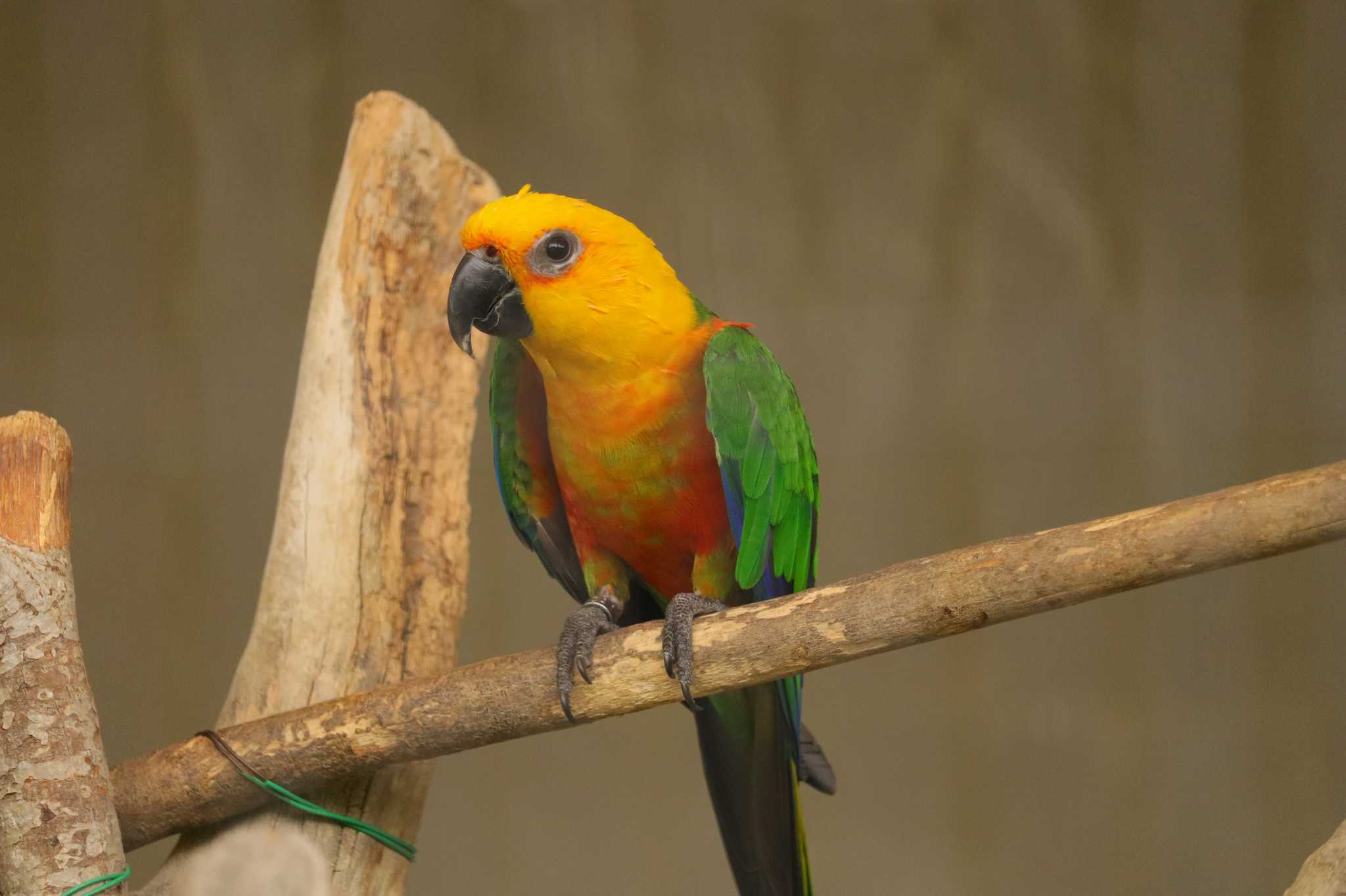 【飼育写真】ナナイロメキシコインコ by ぴーたま・まる