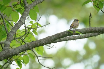 Narcissus Flycatcher 大沼公園(北海道七飯町) Tue, 5/23/2023