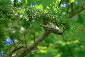 シロハラゴジュウカラ 大沼公園(北海道七飯町) 2023年5月23日(火)