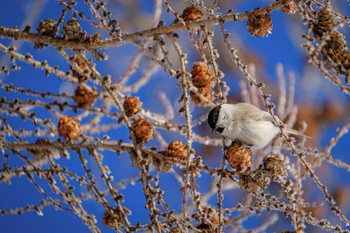 Marsh Tit 北海道 標茶町 茅沼 Sun, 2/5/2023