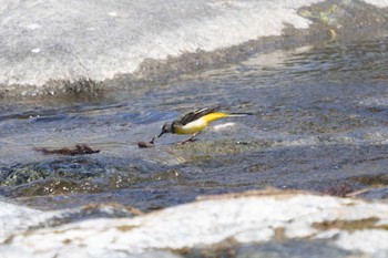 Grey Wagtail Unknown Spots Thu, 3/16/2023