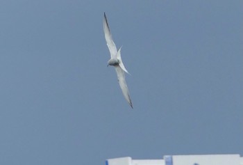 Common Tern Isanuma Thu, 6/15/2023