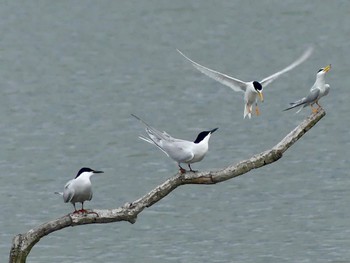 2023年6月15日(木) 伊佐沼の野鳥観察記録