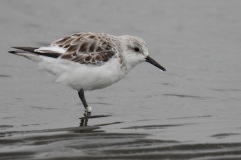 ミユビシギ ふなばし三番瀬海浜公園 2023年4月22日(土)