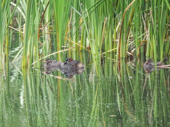 2023年6月10日(土) 谷津干潟の野鳥観察記録