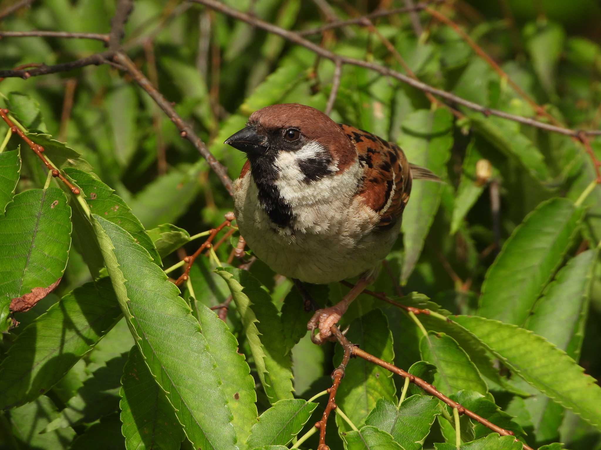 Eurasian Tree Sparrow