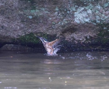 カワセミ 福岡県 2023年6月15日(木)