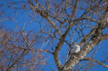 シロハラゴジュウカラ 北海道 標茶町 茅沼 2023年2月4日(土)