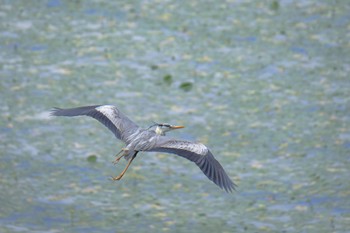 Grey Heron 北海道 七飯町 小沼 Mon, 7/11/2022