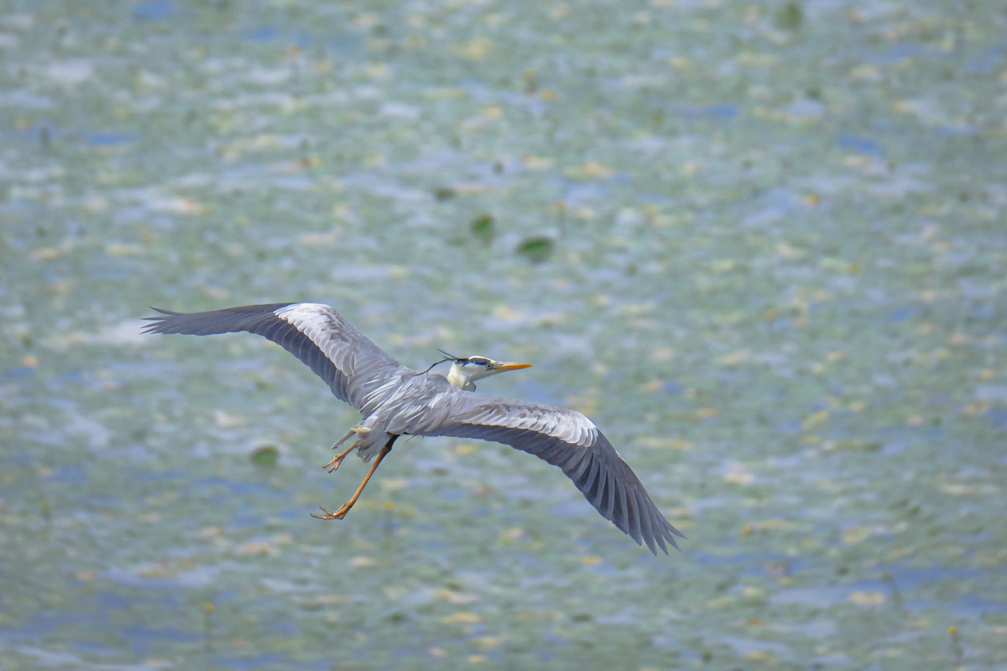 Photo of Grey Heron at 北海道 七飯町 小沼 by aka13554