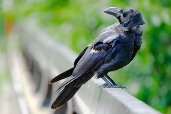 Large-billed Crow 北海道 七飯町 小沼 Mon, 7/11/2022