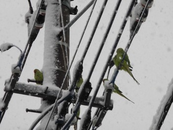 ワカケホンセイインコ 家の近所 2018年1月22日(月)