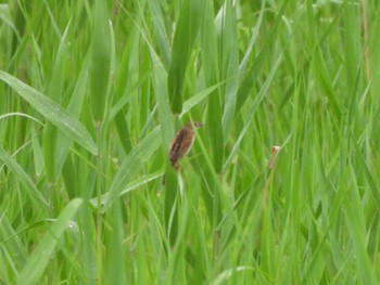 Marsh Grassbird Watarase Yusuichi (Wetland) Mon, 6/12/2023